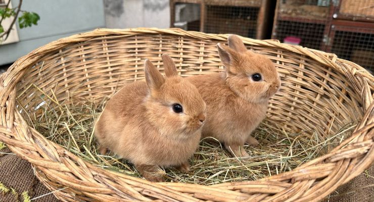Denizli Büyümeyen Tavşan