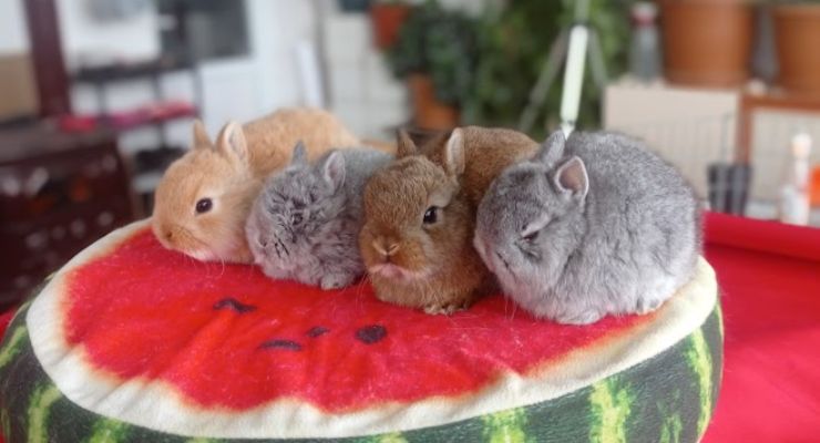 Denizli Cins Tavşan