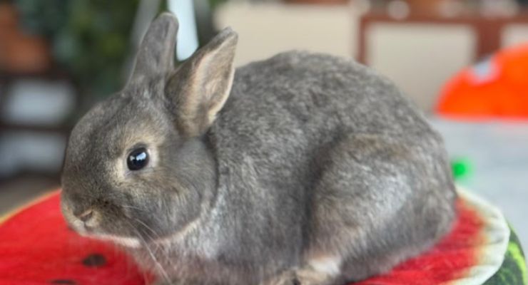 Denizli Ev Tavşanı