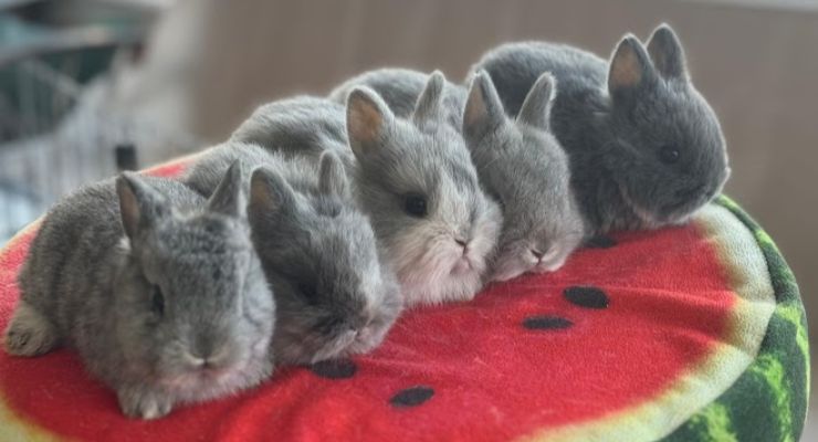 Denizli Evcil Tavşan