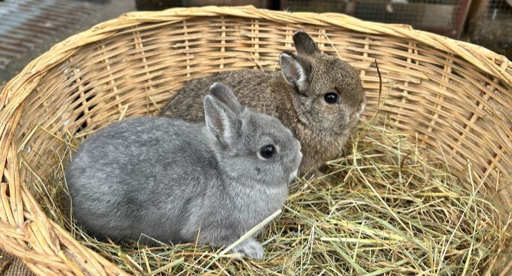 Denizli Yavru Tavşan