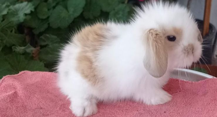 Denizli Hollanda Lop Tavşan